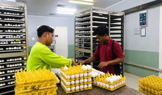 WMUU, saham, PT Widodo Makmur Unggas, Sf Sekuritas